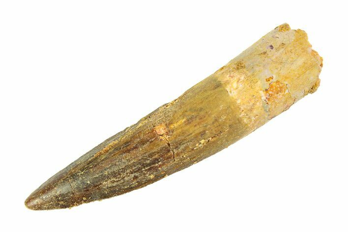 Fossil Spinosaurus Tooth - Real Dinosaur Tooth #346772